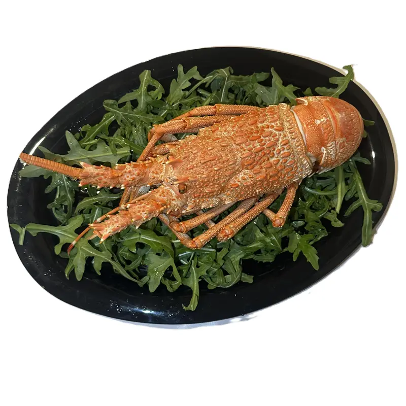 Cooked Southern Rock Lobster (whole)