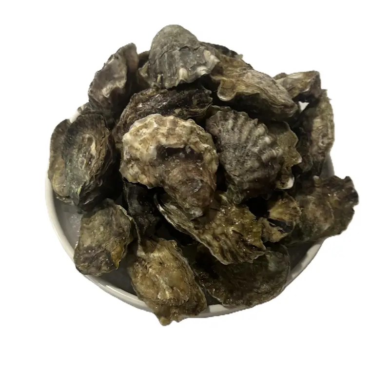 Unshucked NSW Oysters (per dozen)